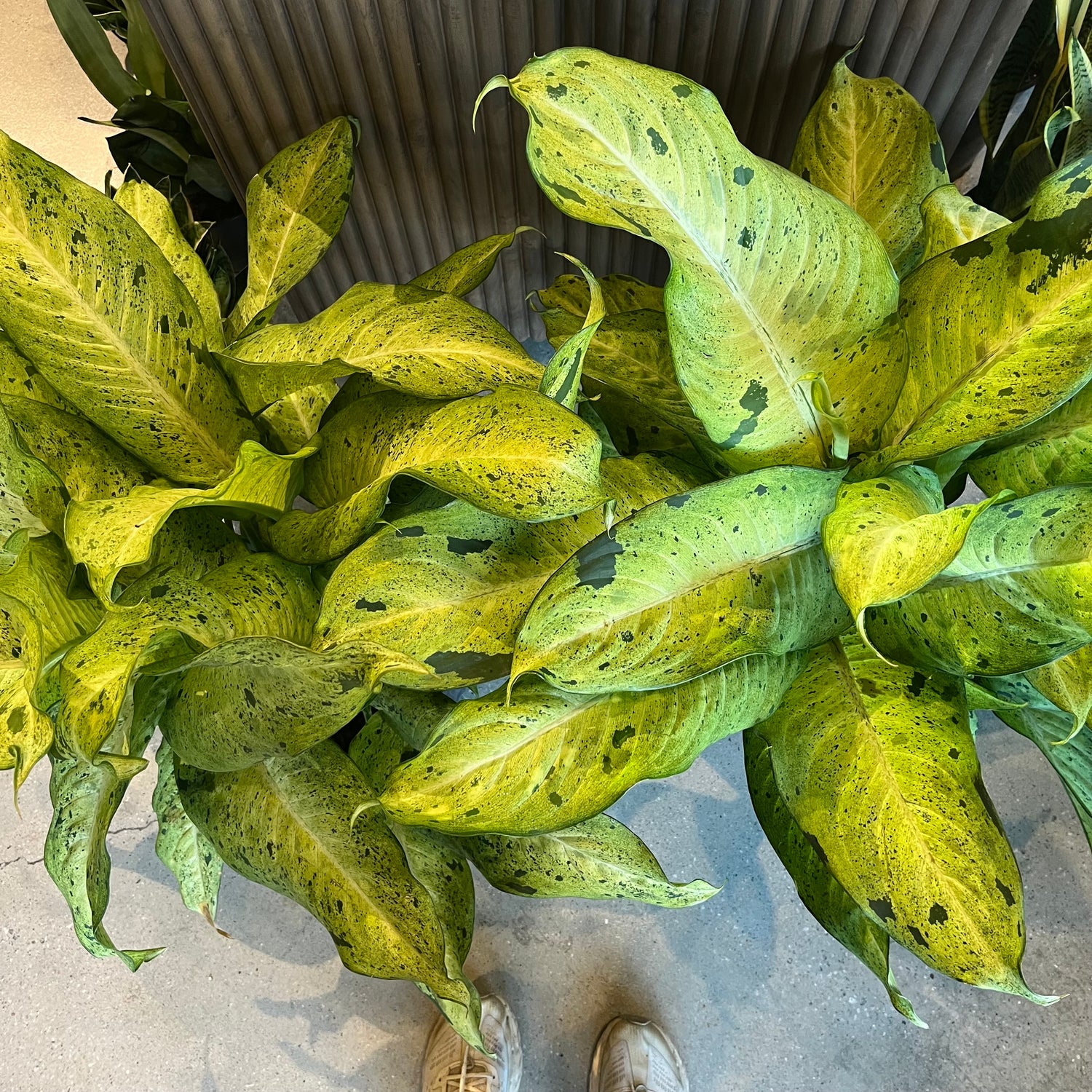 Camouflage Dieffenbachia