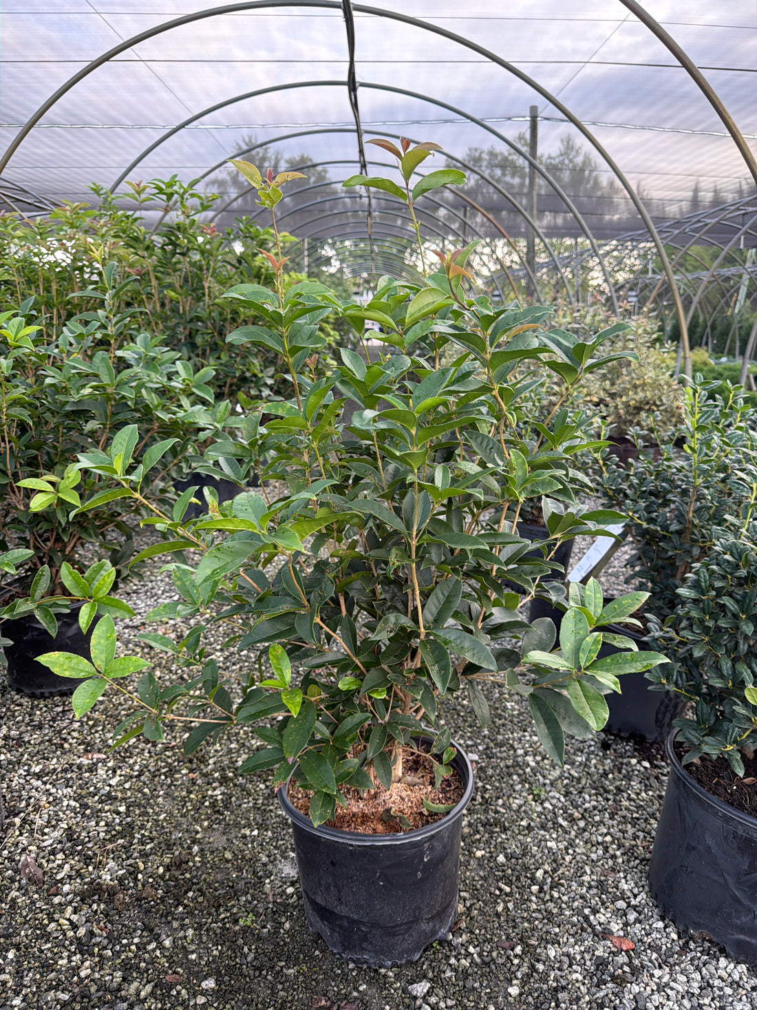 Fragrant Tea Olive