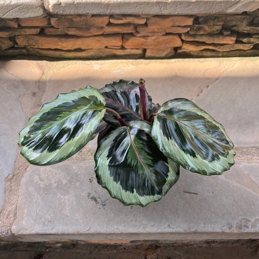 Calathea Marion