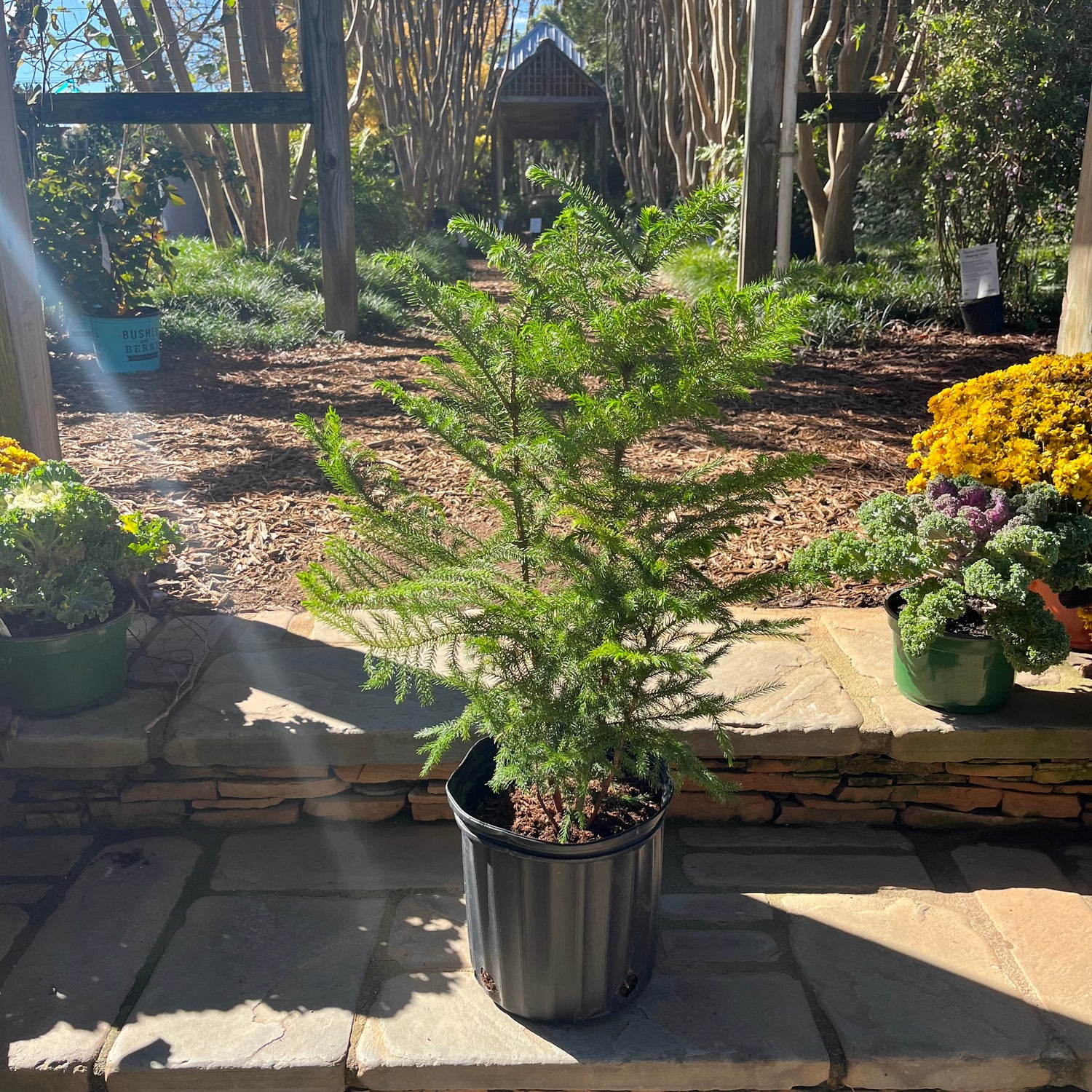 norfolk island pine bonsai tree Norfolk Island Pine – Lichtenfelt's