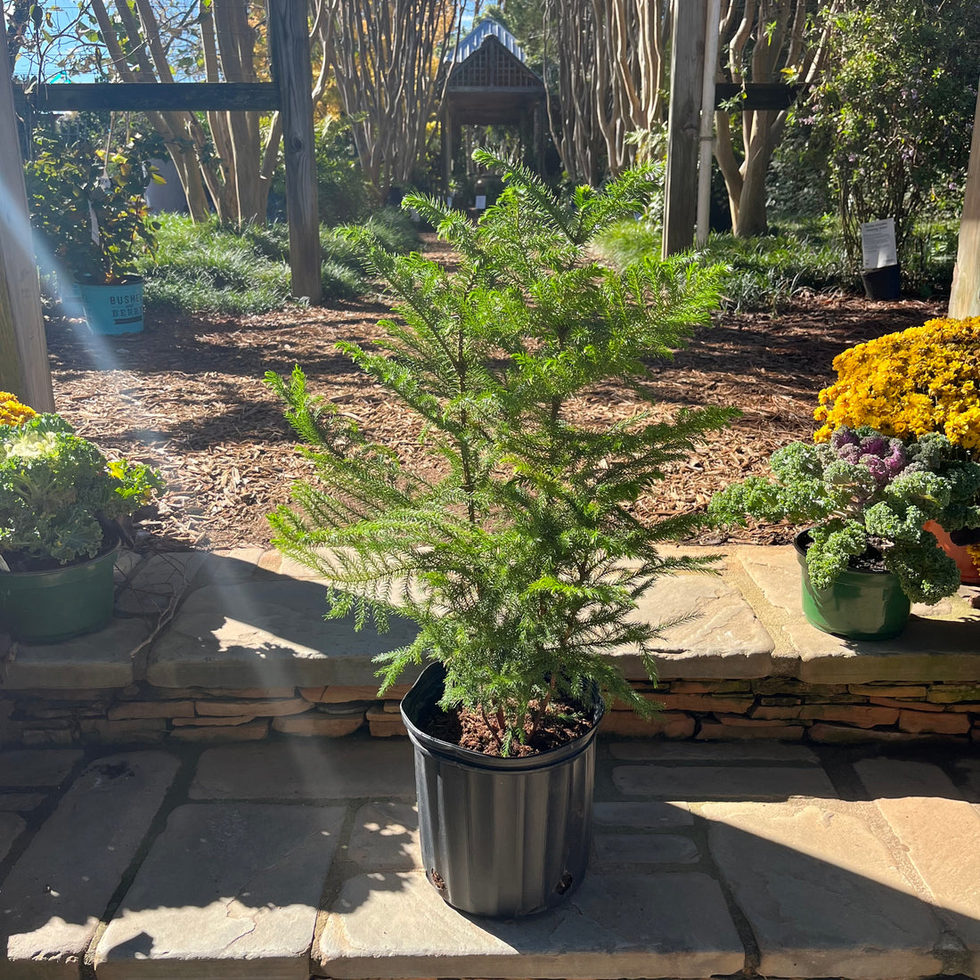 Norfolk Island Pine