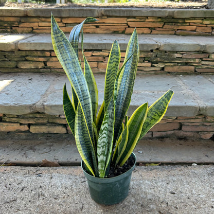 Sansevieria Laurentii