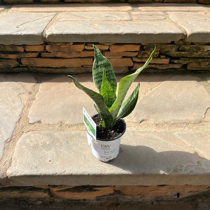 Sansevieria Superba