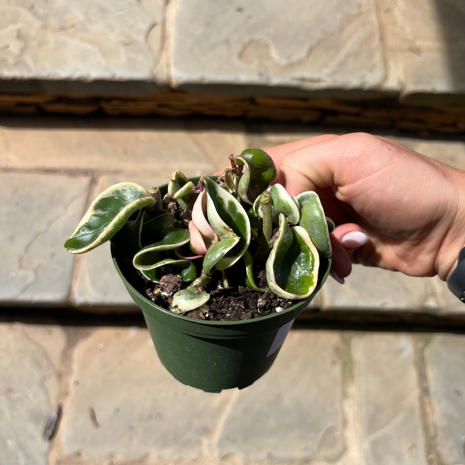 Variegated Rope Hoya – Lichtenfelt's