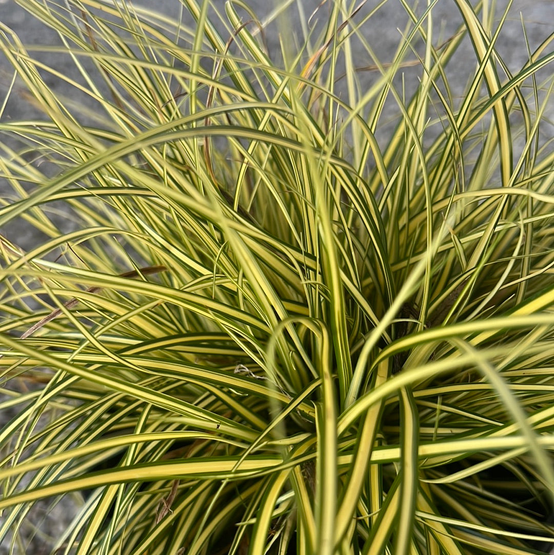 Everoro Carex 1 Gal