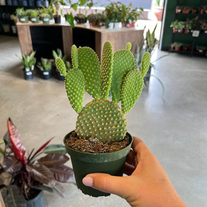 Cactus