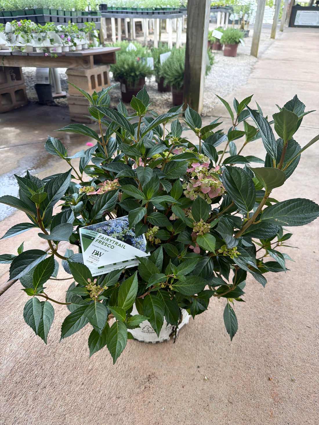 Fairytrail Fresco Hydrangea