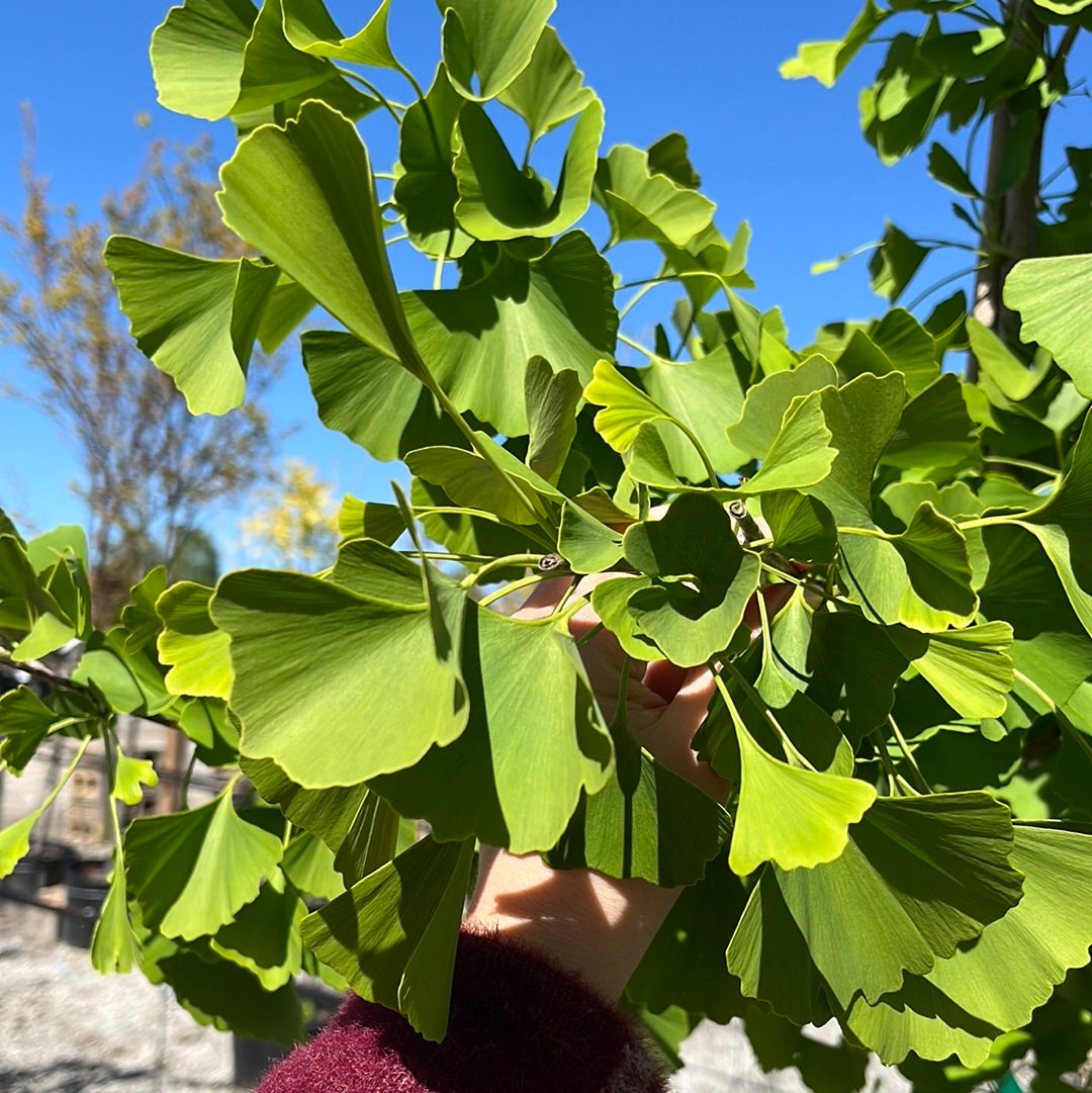 Autumn Gold Ginkgo