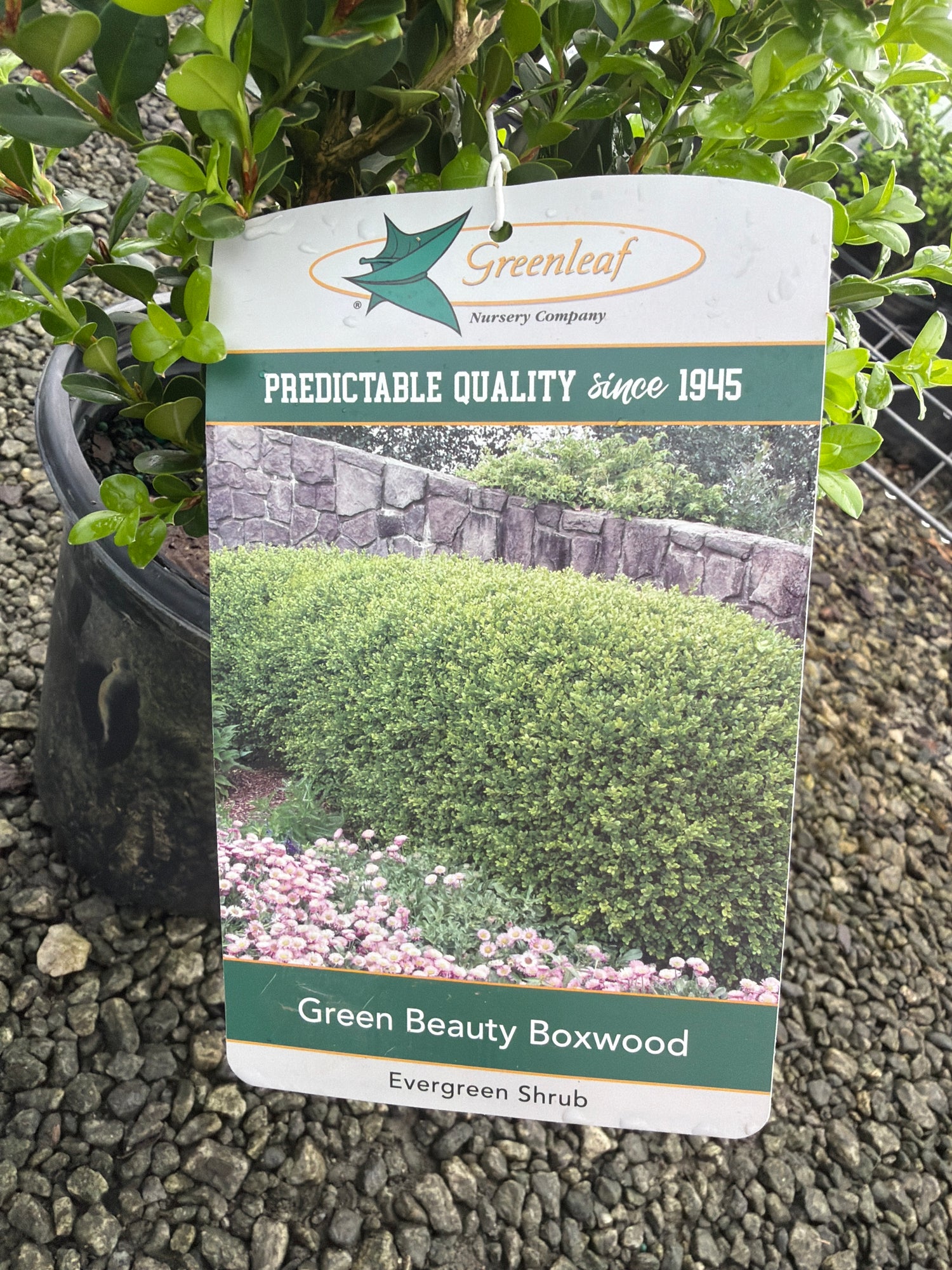 Green Beauty Boxwood