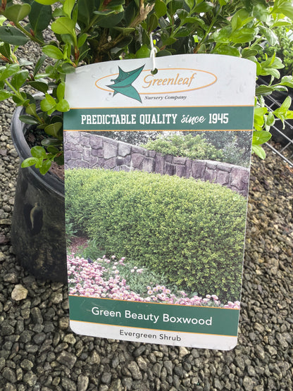 Green Beauty Boxwood