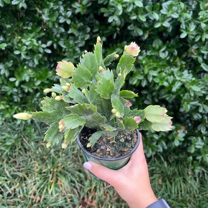 Christmas Cactus