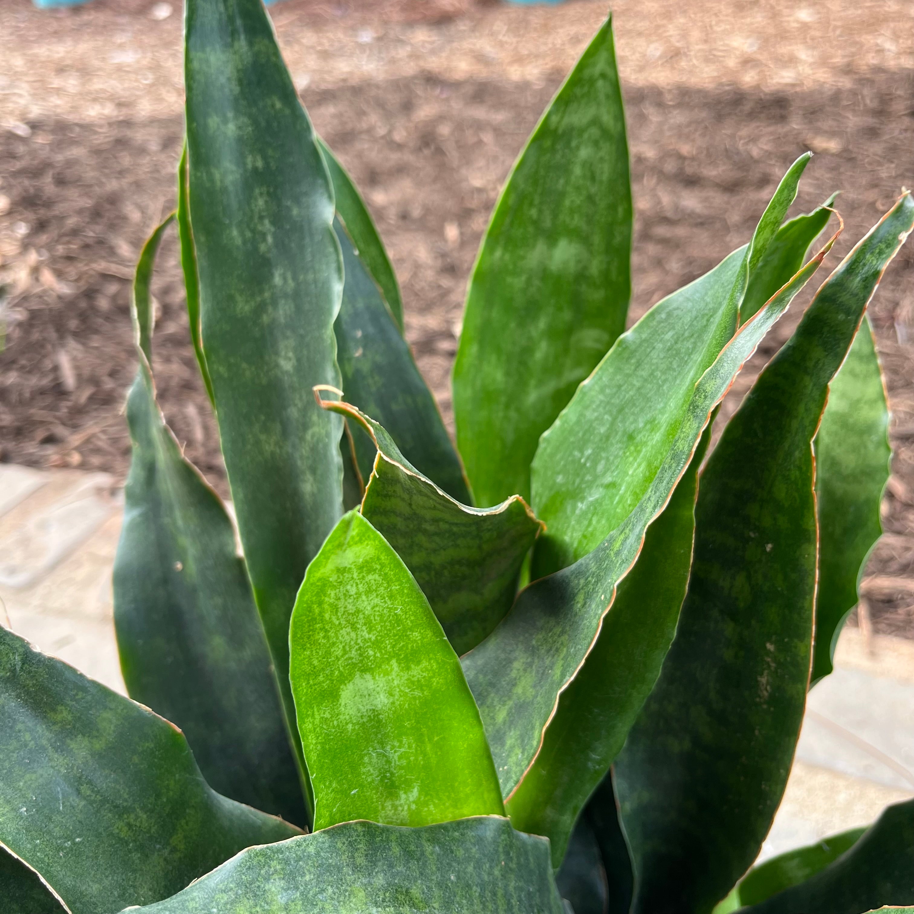 Sansevieria Jaboa