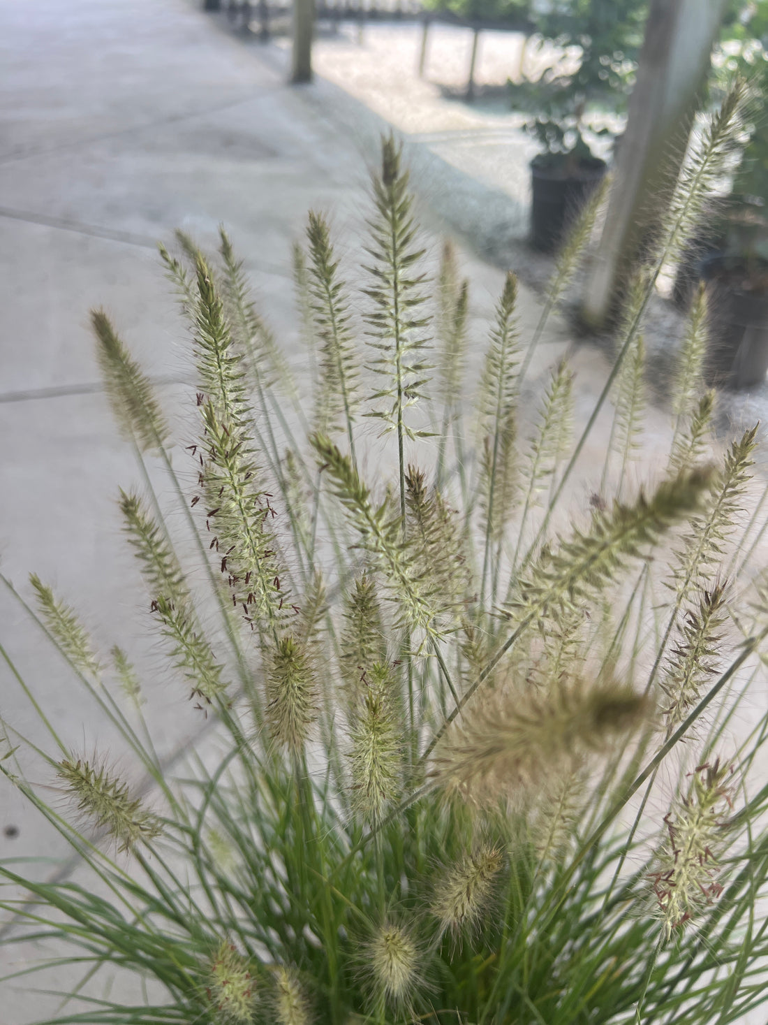 Hameln Dwarf Fountain Grass 3 Gal