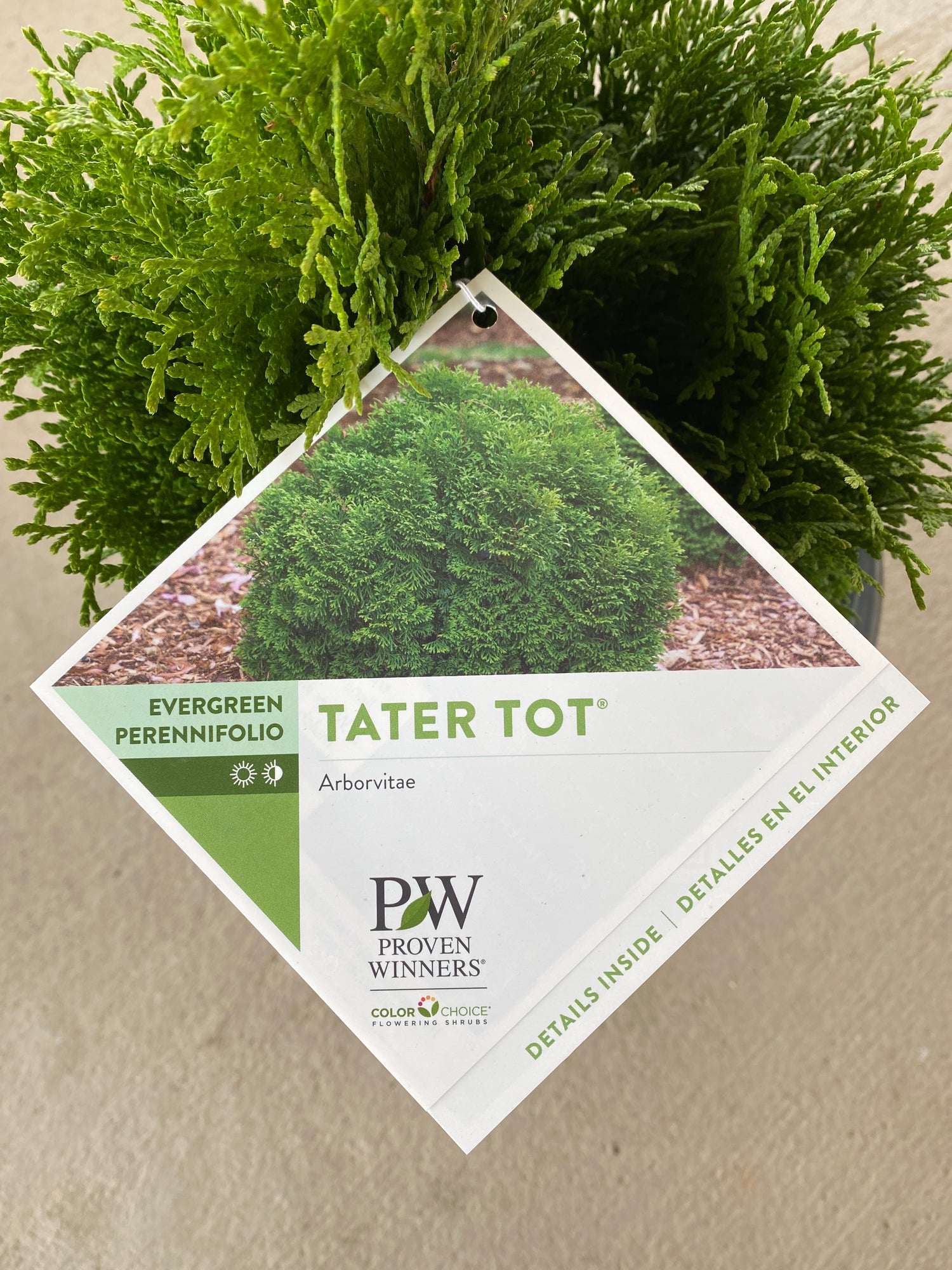 Tater Tot Arborvitae 3 Gal