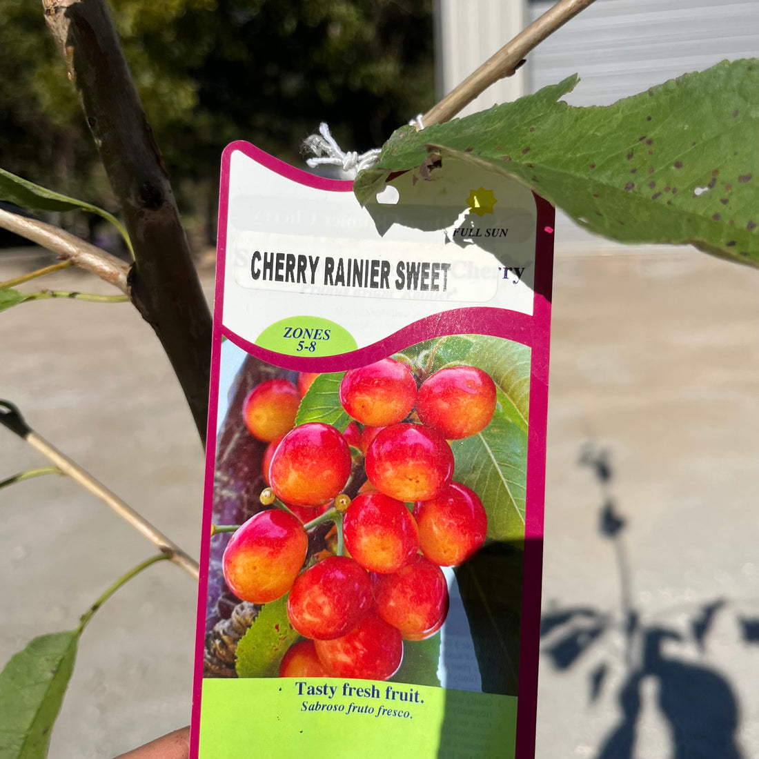 Rainier Sweet Cherry