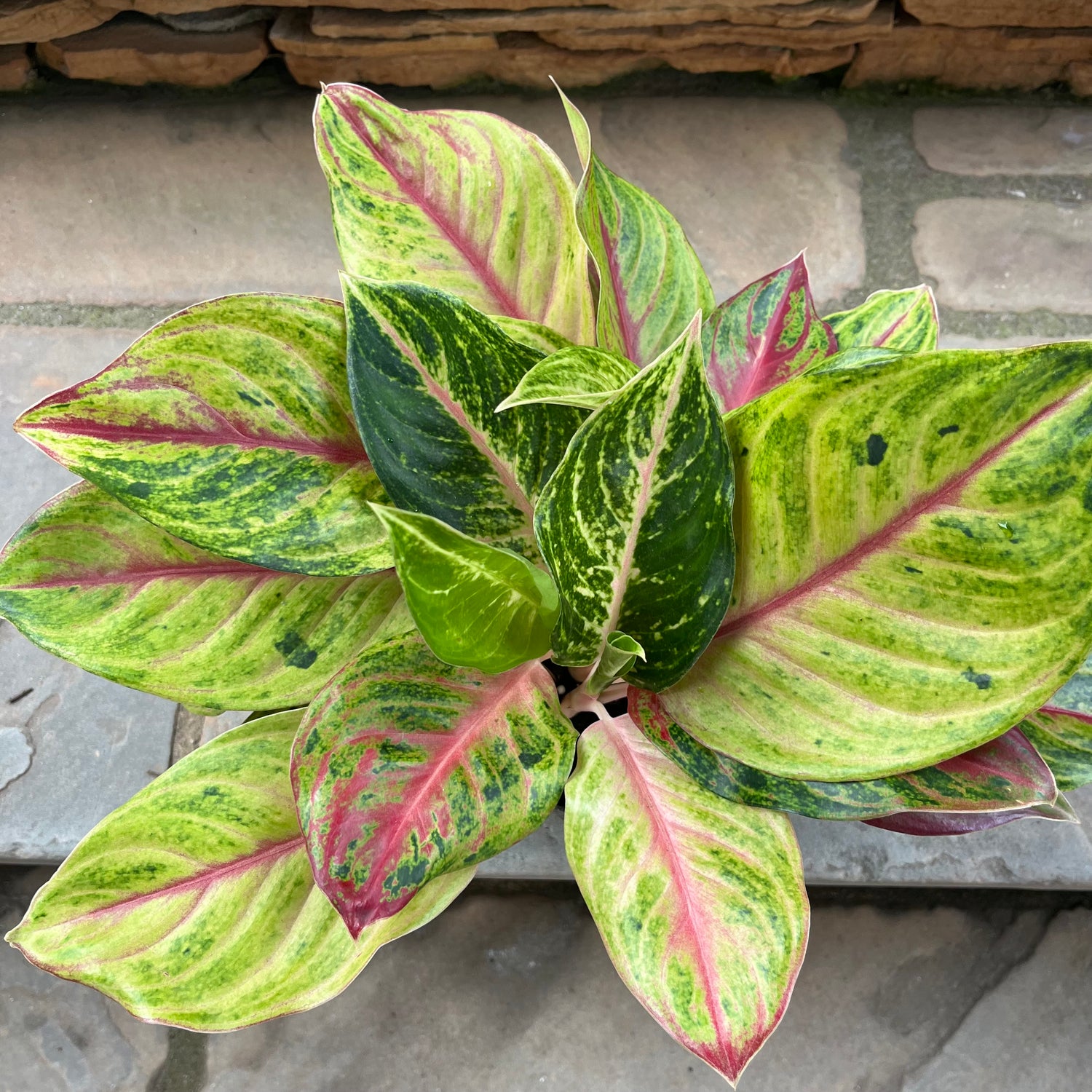 Golden Papaya Aglaonema