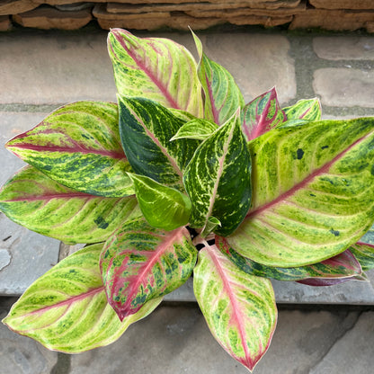 Golden Papaya Aglaonema