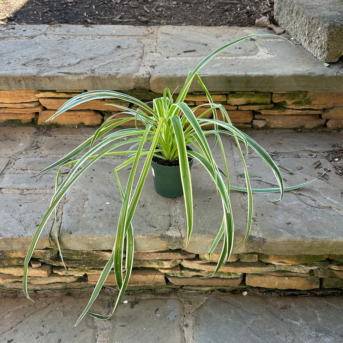 Spider Plant