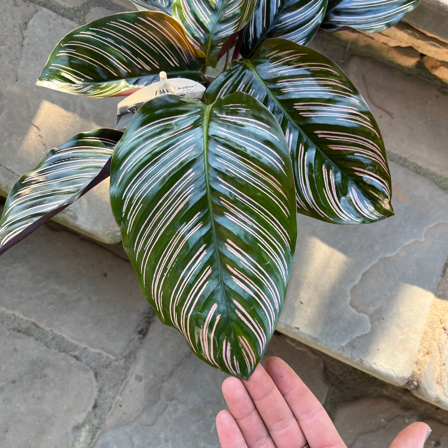 Calathea Ornata