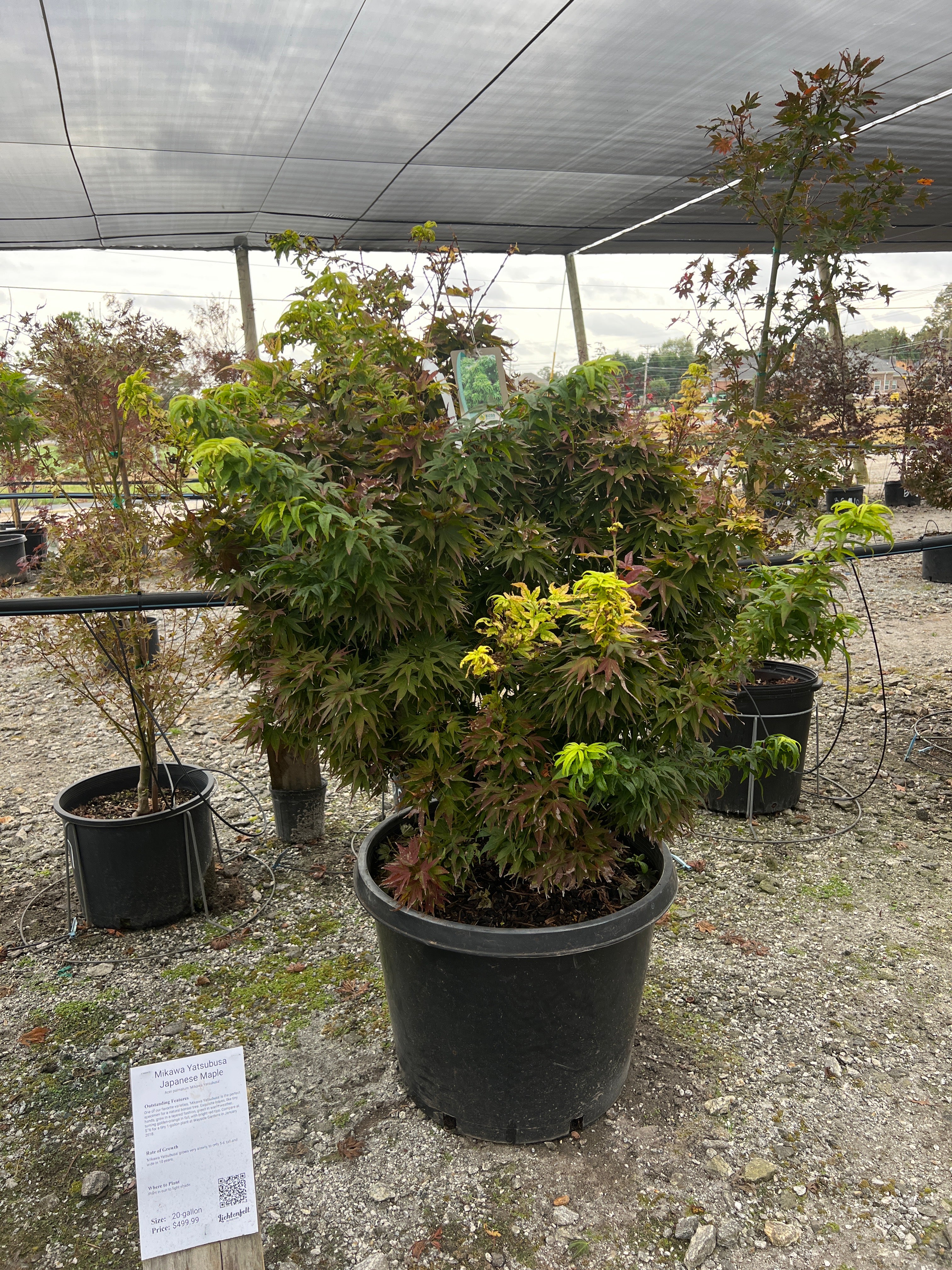 Mikawa Yatsubusa Japanese Maple