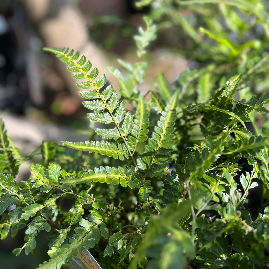 East Indian Holly Fern