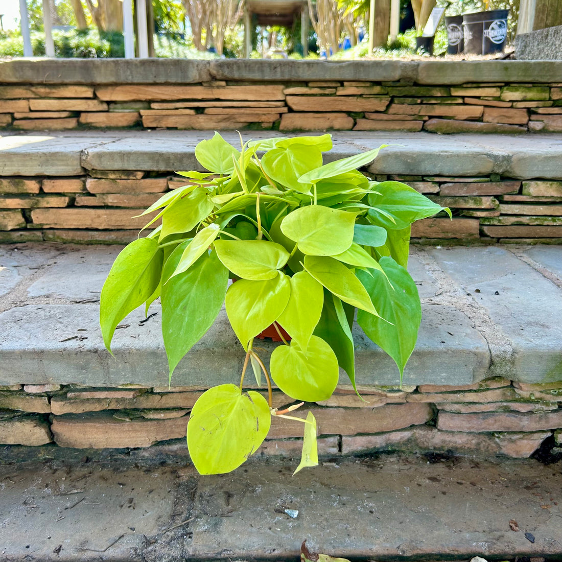 Lemon Heartleaf Philodendron
