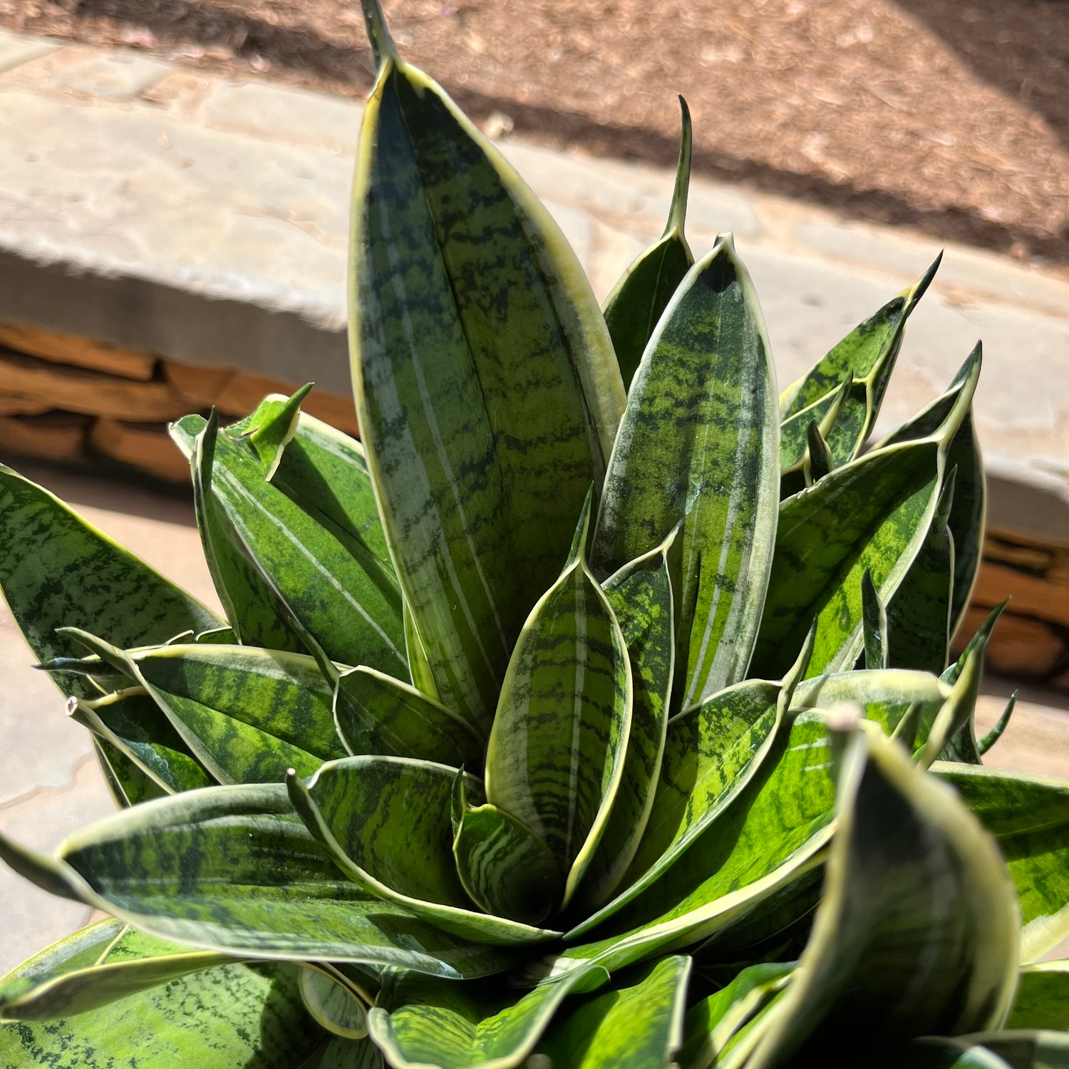 Night Owl Sansevieria