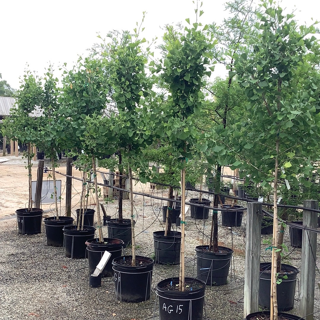 Autumn Gold Ginkgo