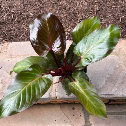 philodendron red leaf Sun Red Philodendron – Lichtenfelt's