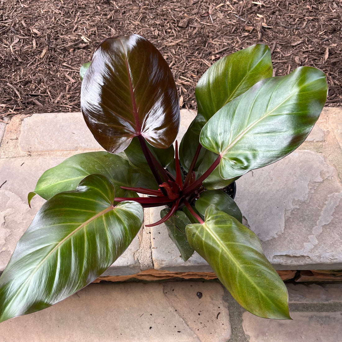 Sun Red Philodendron