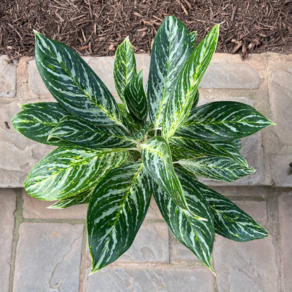 Golden Madonna Aglaonema