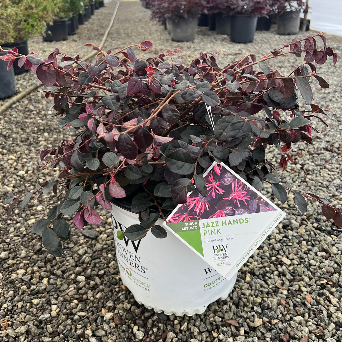 Jazz Hands Pink Loropetalum 3 Gal