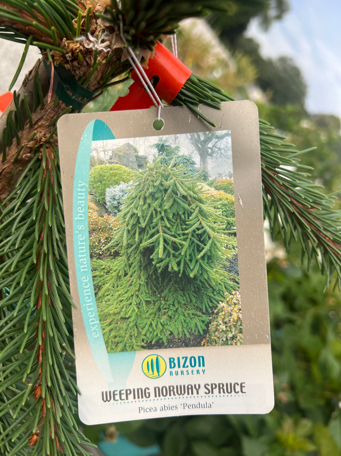 Weeping Norway Spruce