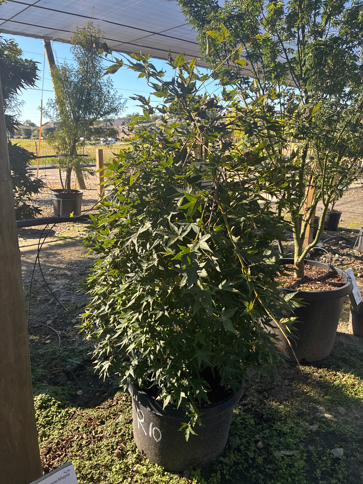 Ryusen Japanese Maple