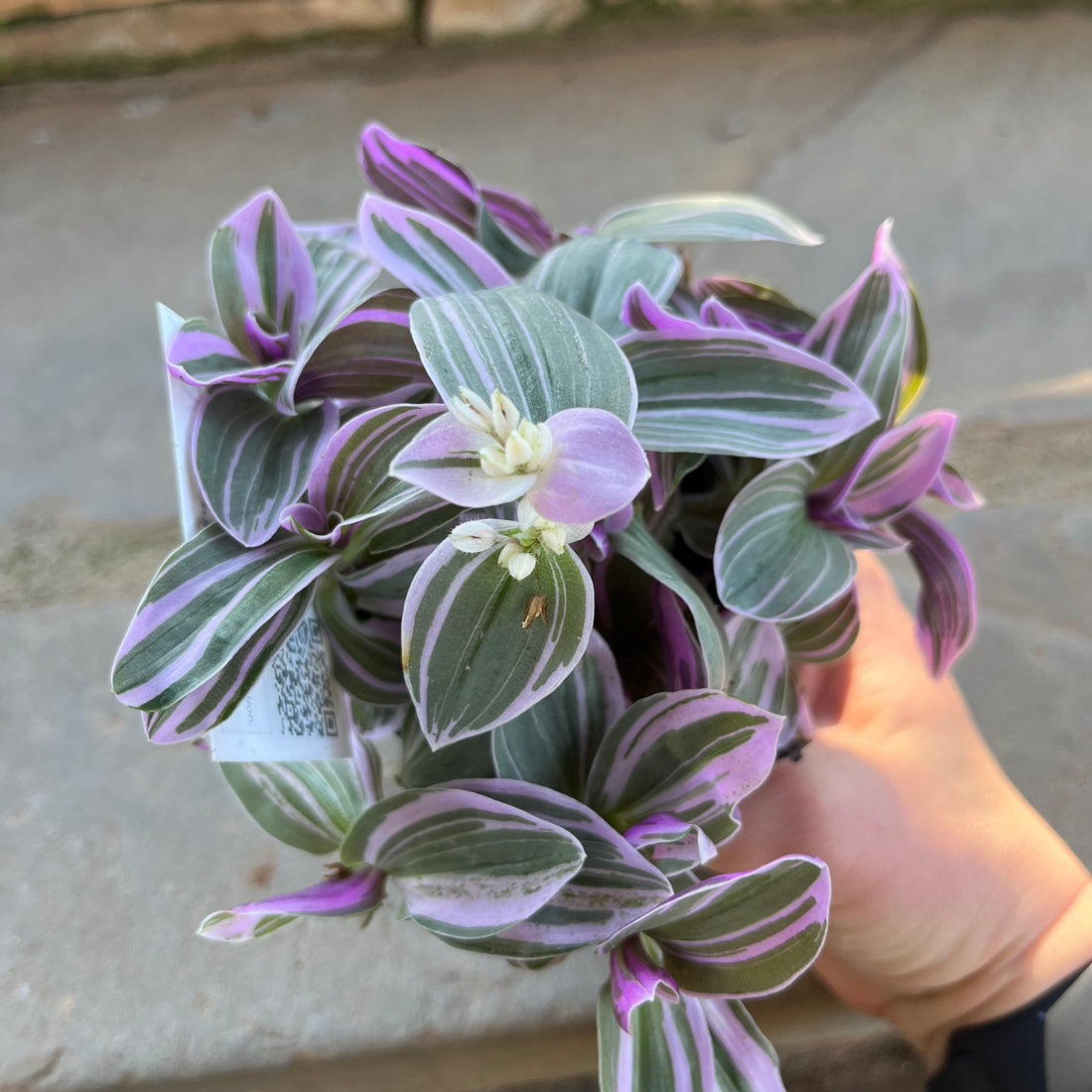 Feeling Flirty Tradescantia
