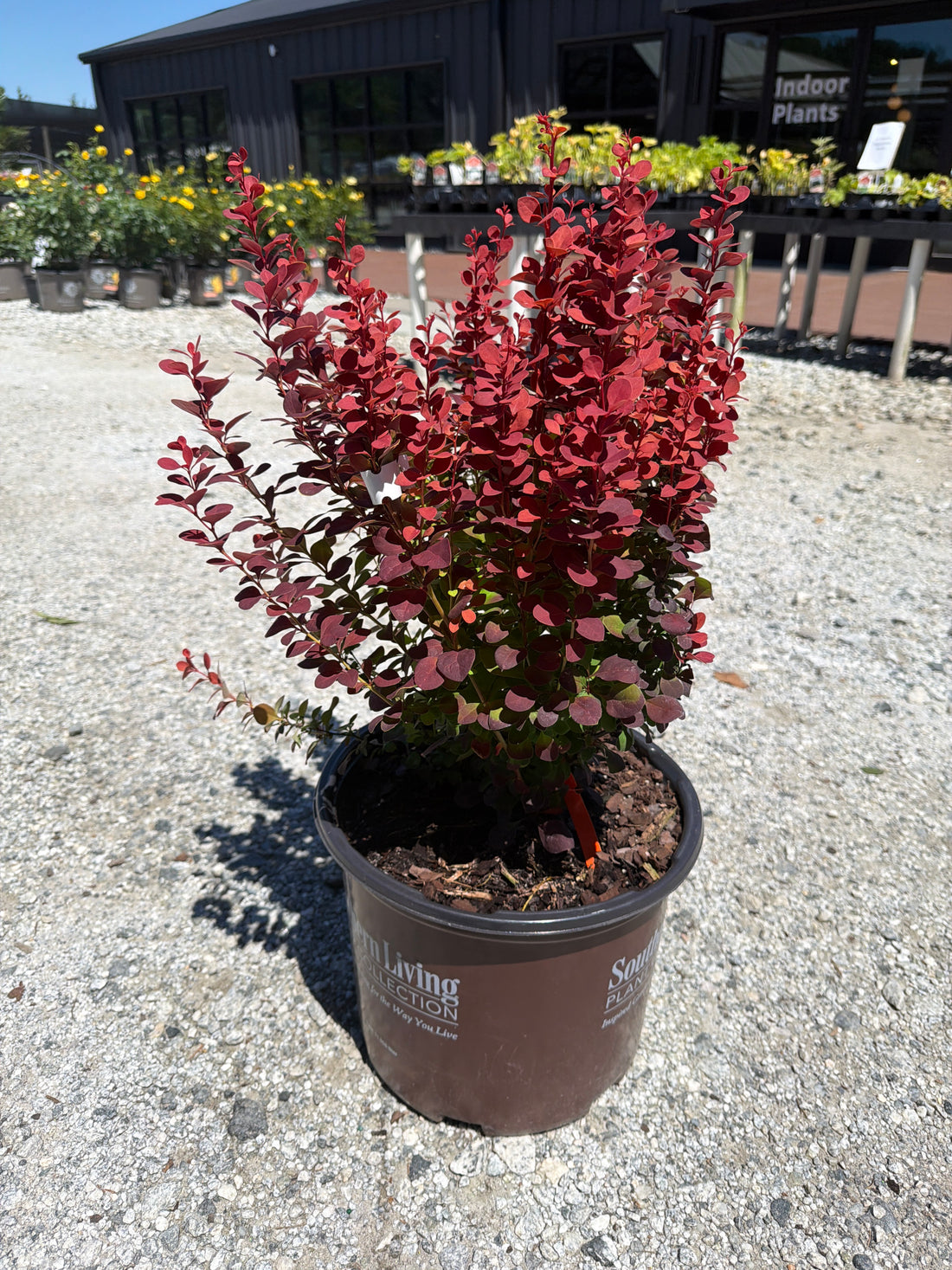 Orange Rocket Barberry