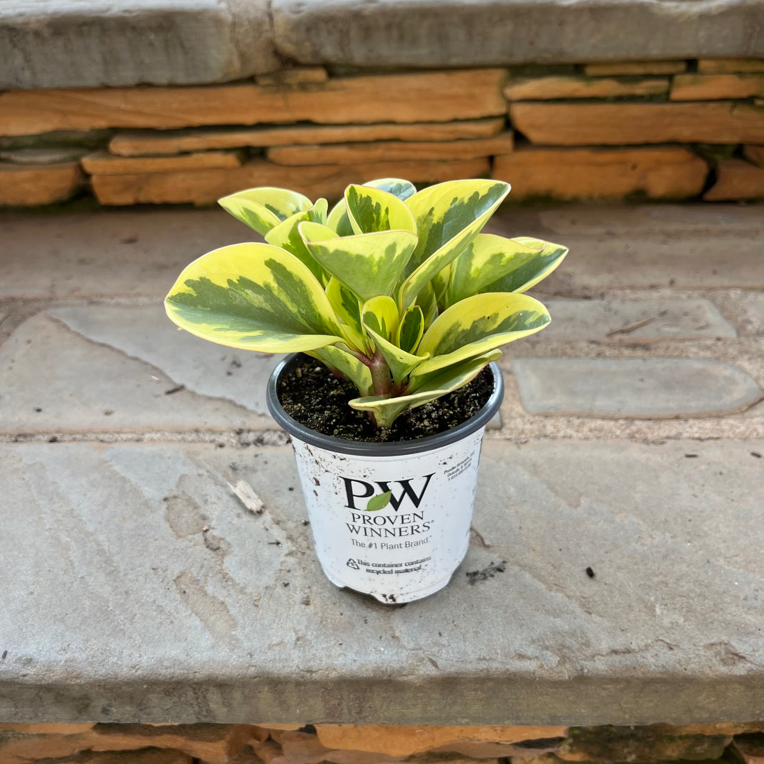 Sweet and Sour Peperomia