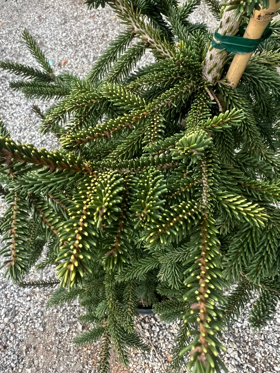 Aureospicata Oriental Spruce