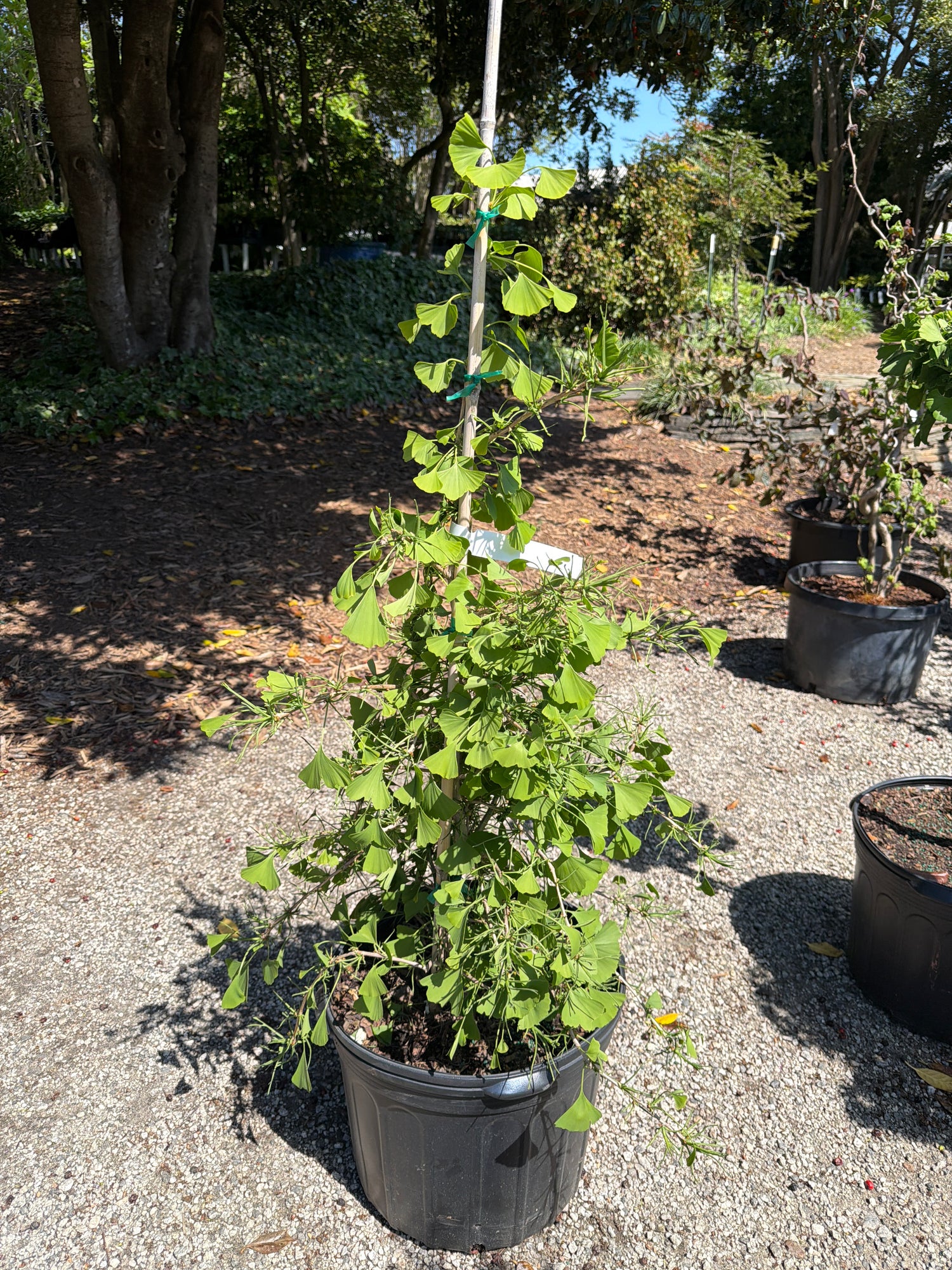 Weeping Wonder Ginkgo – Lichtenfelt's