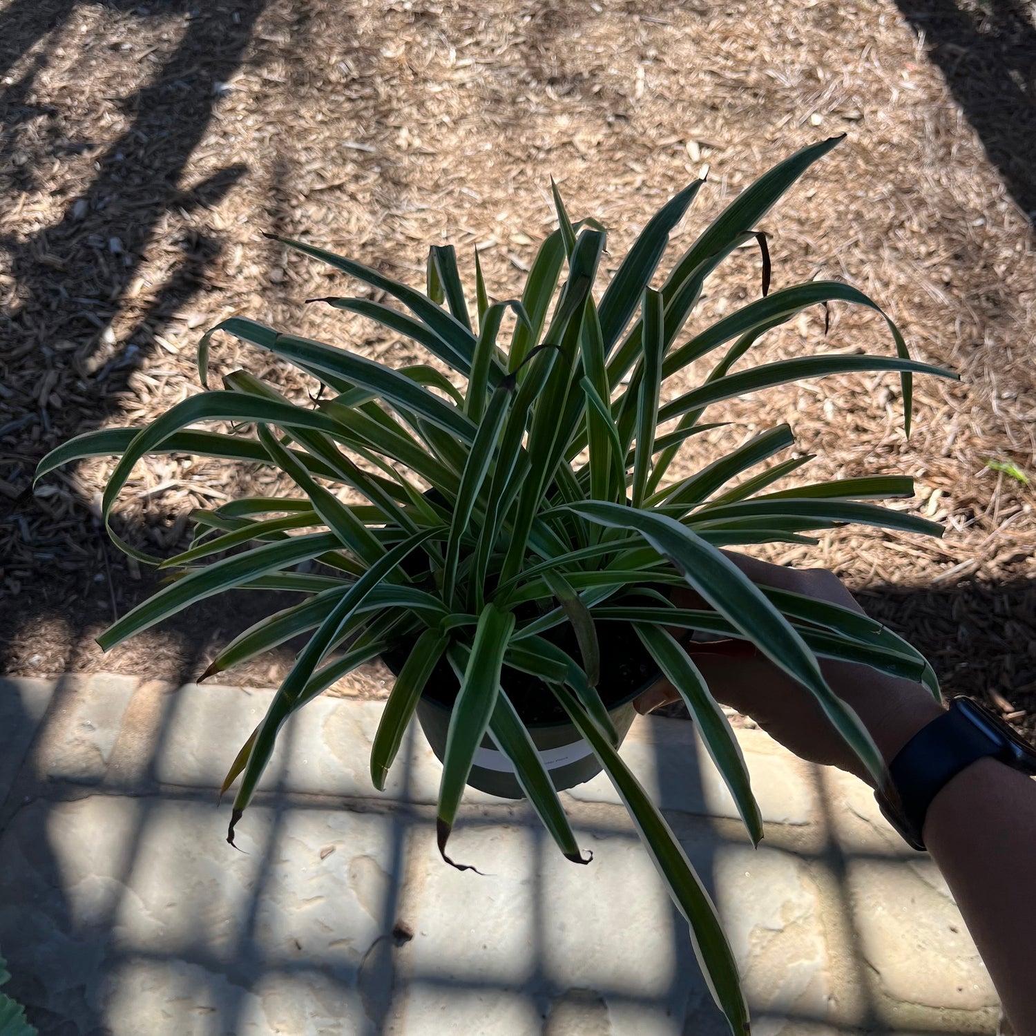 Reverse Spider Plant