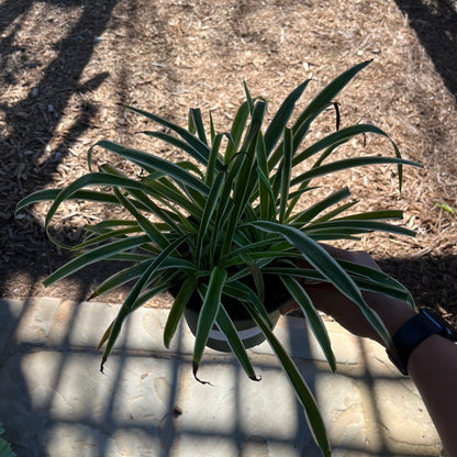 Reverse Spider Plant