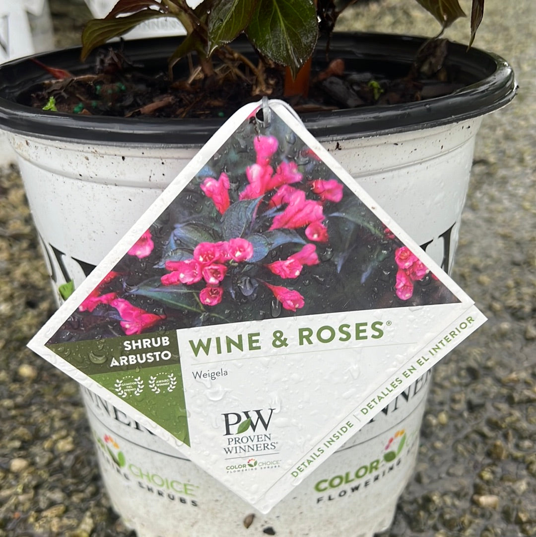 Wine &amp; Roses Weigela 2&amp;3 Gal