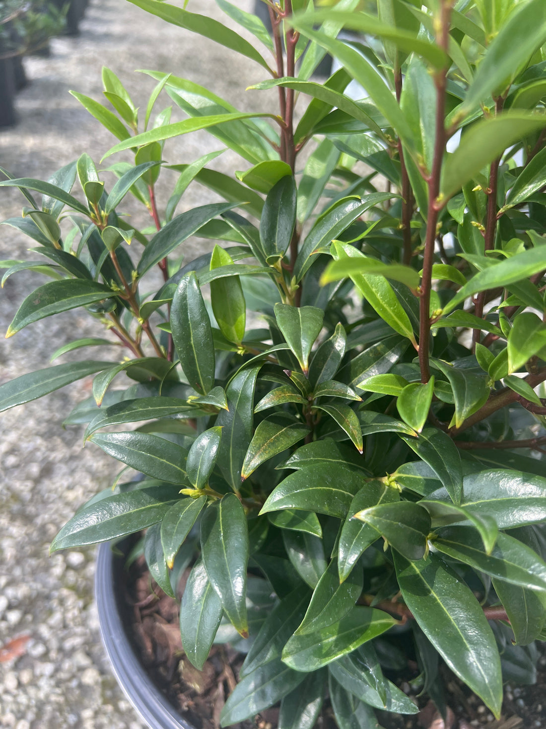 Sweet &amp; Lo Sweetbox