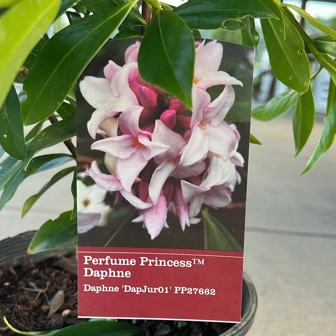 Perfume Princess Daphne 2 Gal