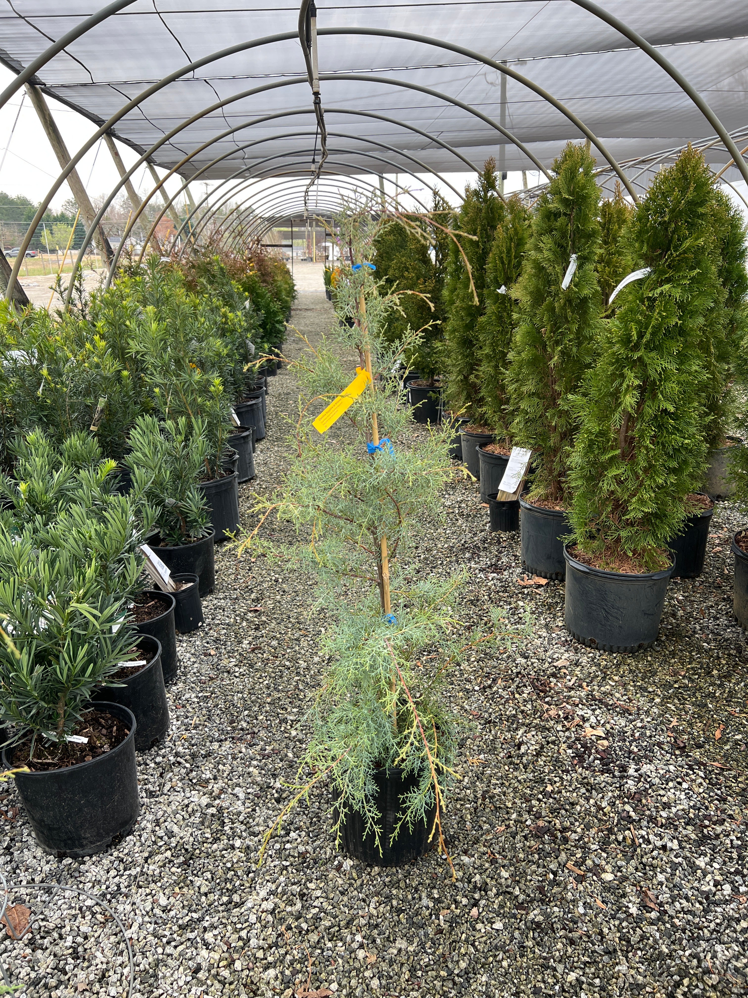 Carolina Sapphire Arizona Cypress