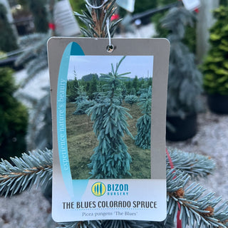The Blues Blue Spruce 6 Gal