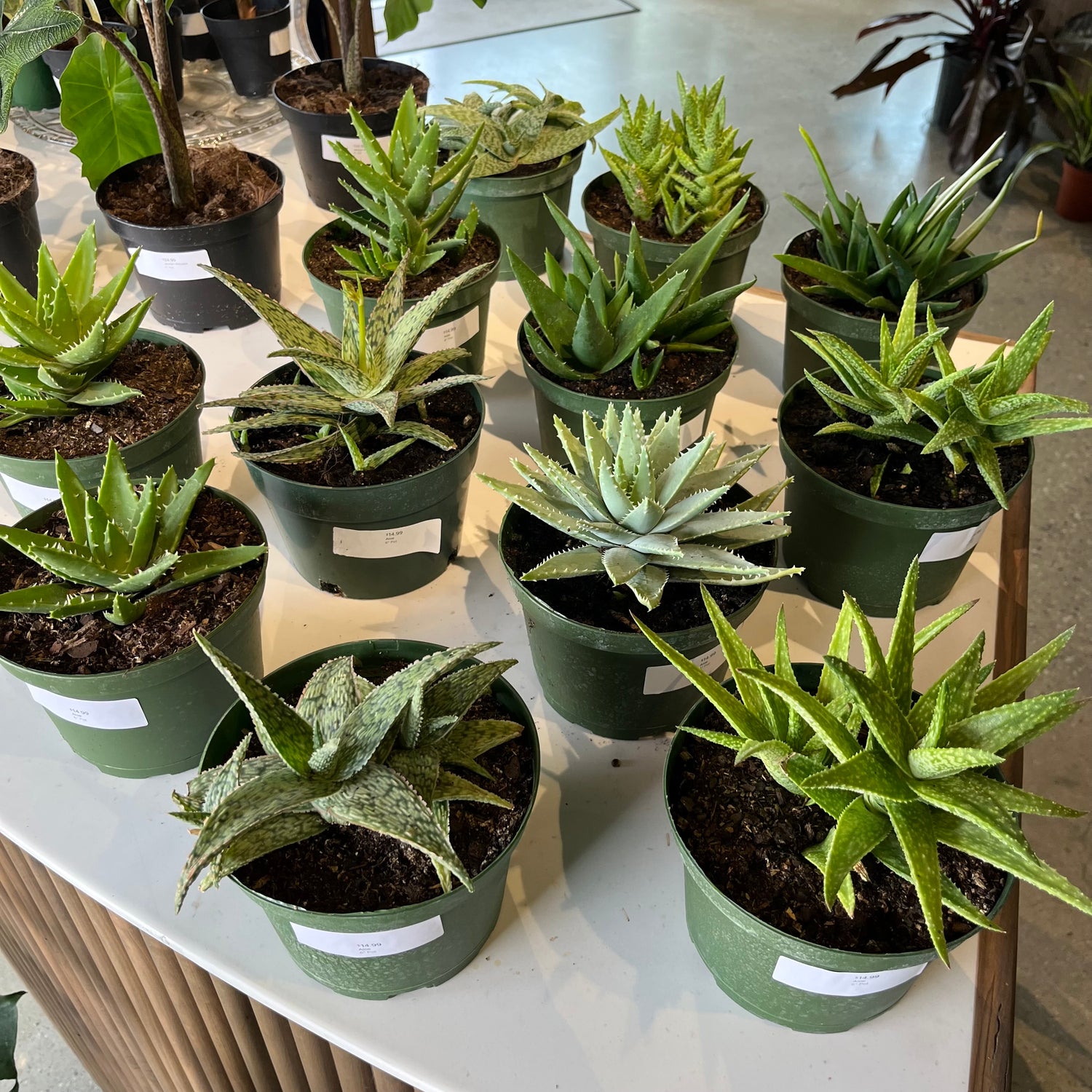 aloe vera plant open Aloe – Lichtenfelt's