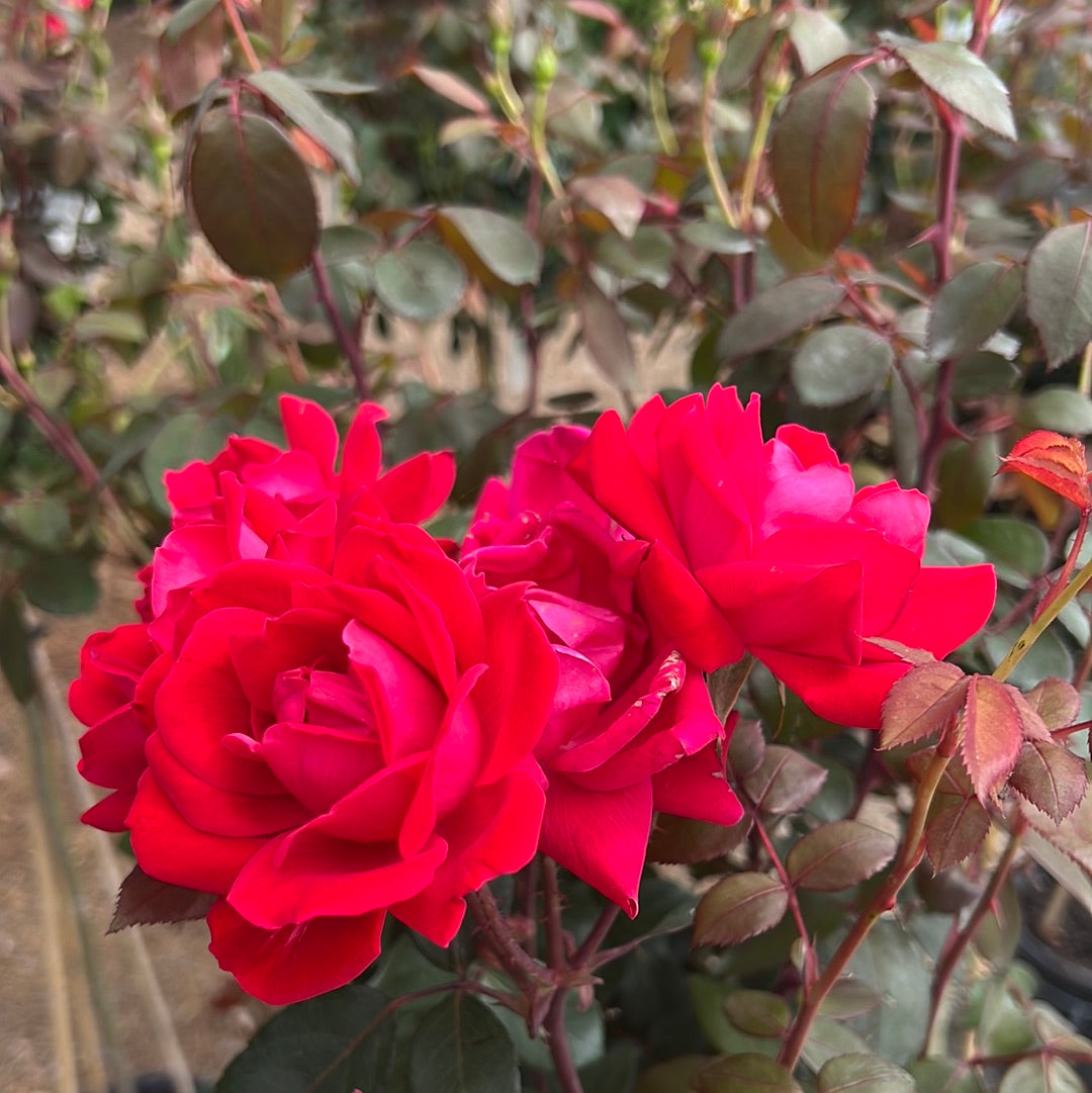 Double Red Knockout Rose Patio-Tree