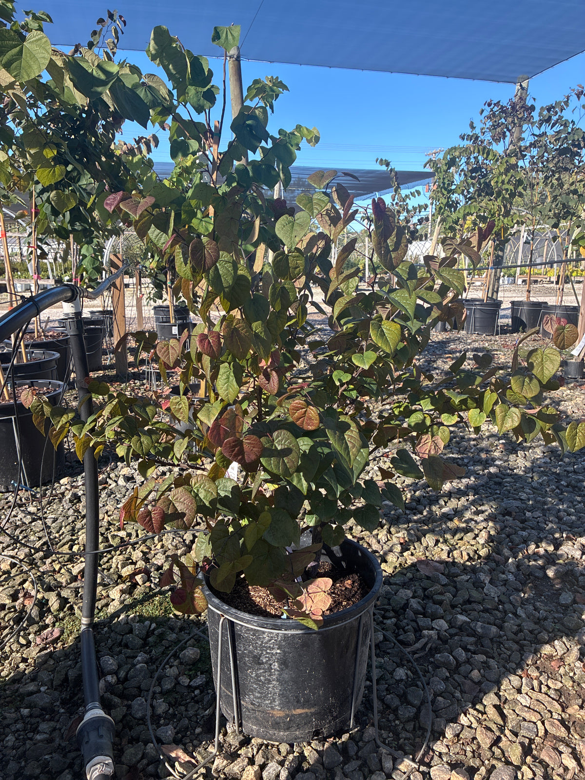 Garden Gems Amethyst Redbud