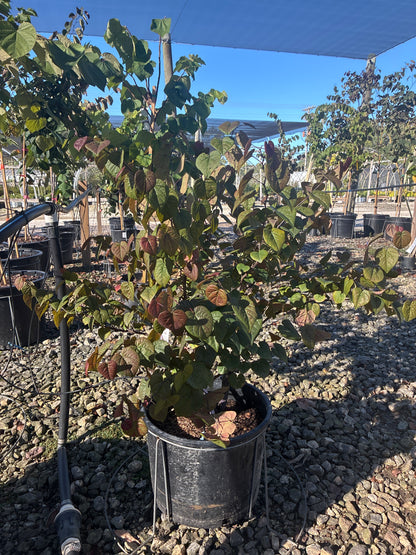 Garden Gems Amethyst Redbud